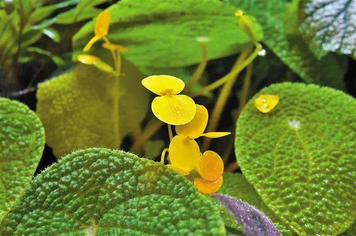 深圳仙湖植物园门票 电话 地址和开园闭园时间