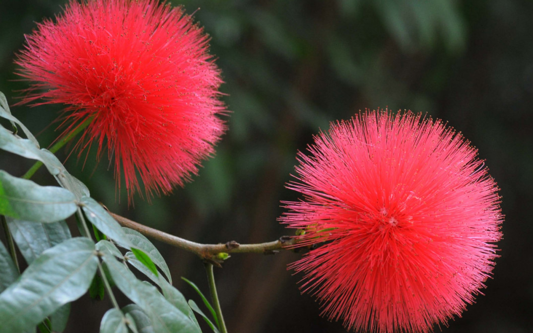 深圳一月公园赏花指南（时间+地点）