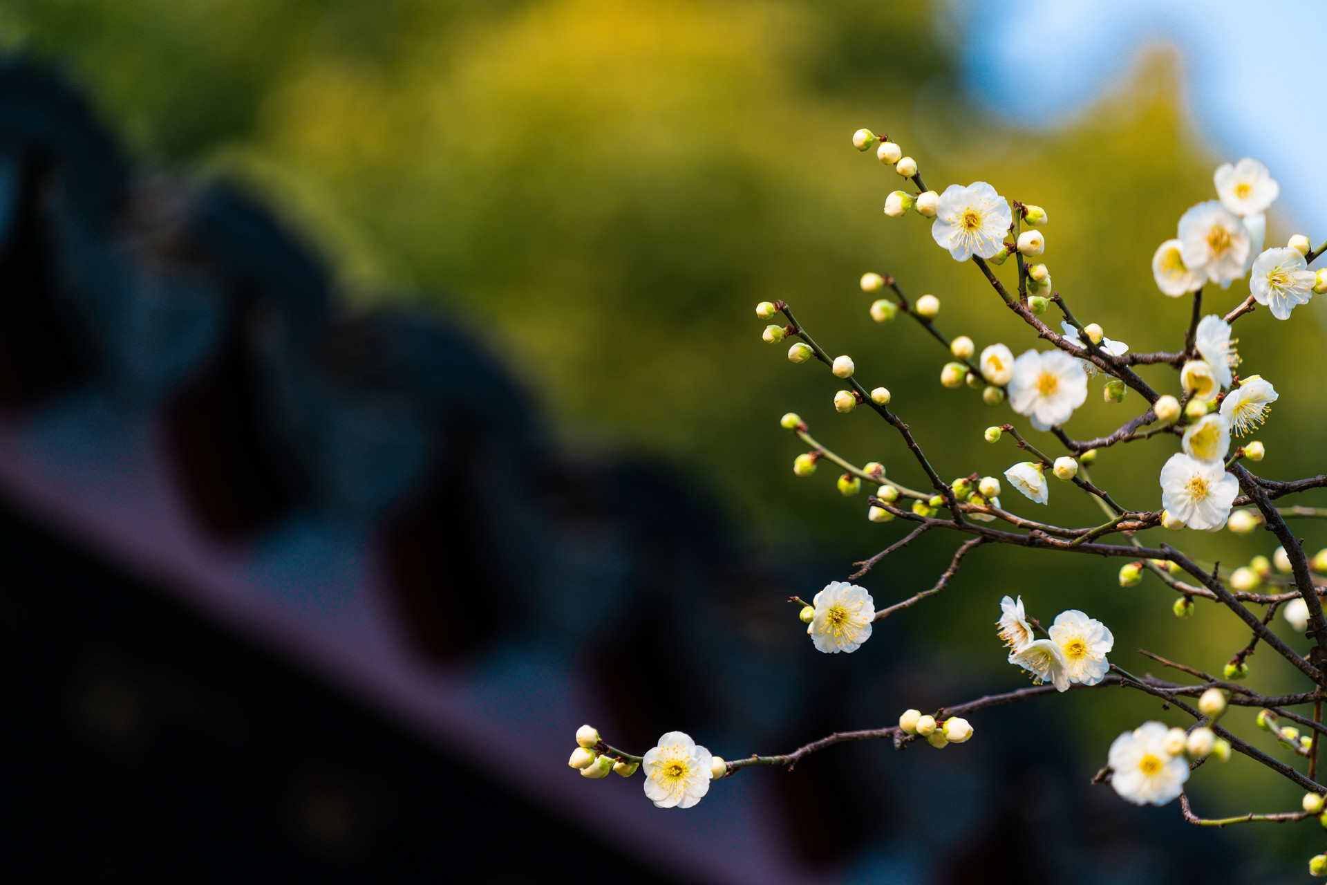 深圳坪山迎春花市在哪里