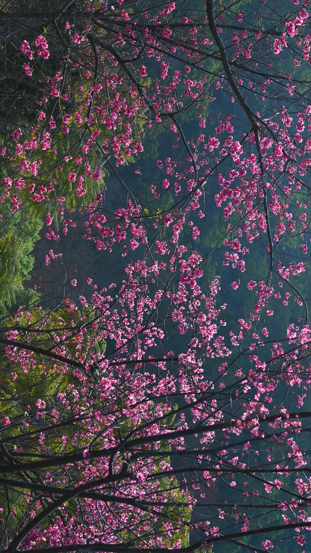 深圳仙湖植物园樱花观赏指南