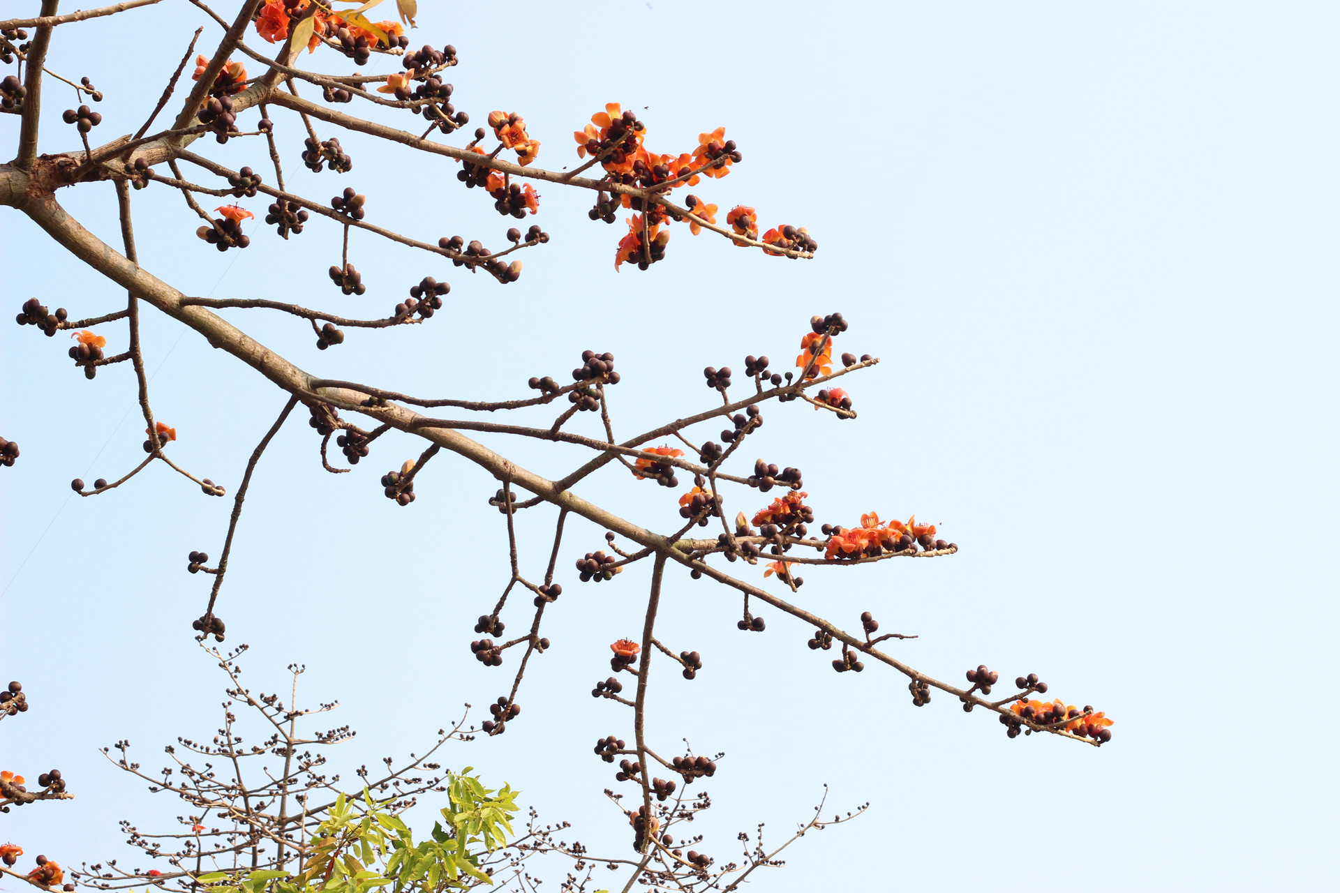 深圳木棉花在哪里看