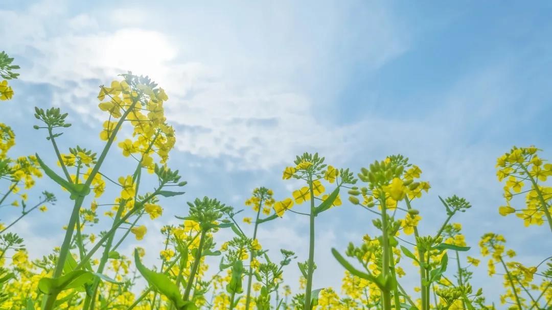 深圳大鹏油菜花基地赏花攻略