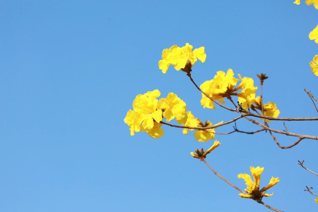 深圳龙岗黄花风铃木观赏地址