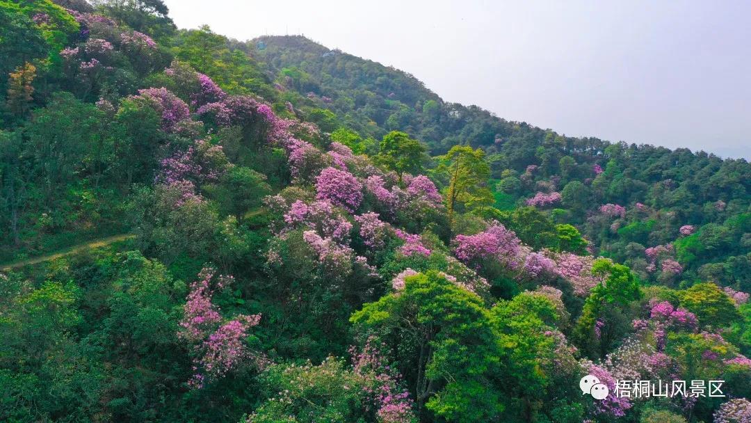 深圳梧桐山毛棉杜鹃花开时间