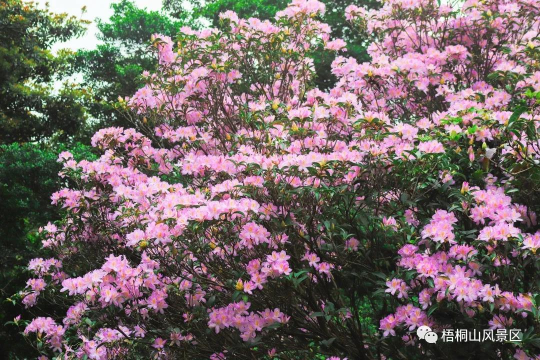 2021深圳梧桐山毛杜鹃节详情