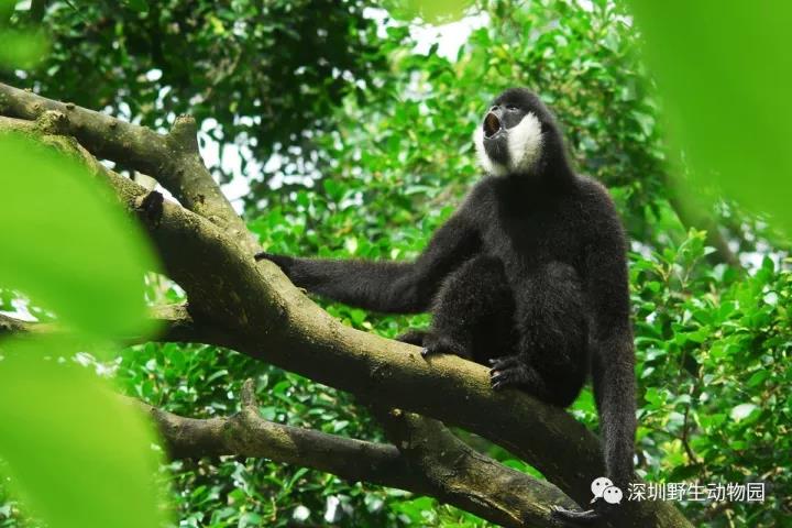 深圳野生动物园清明节门票优惠活动2021