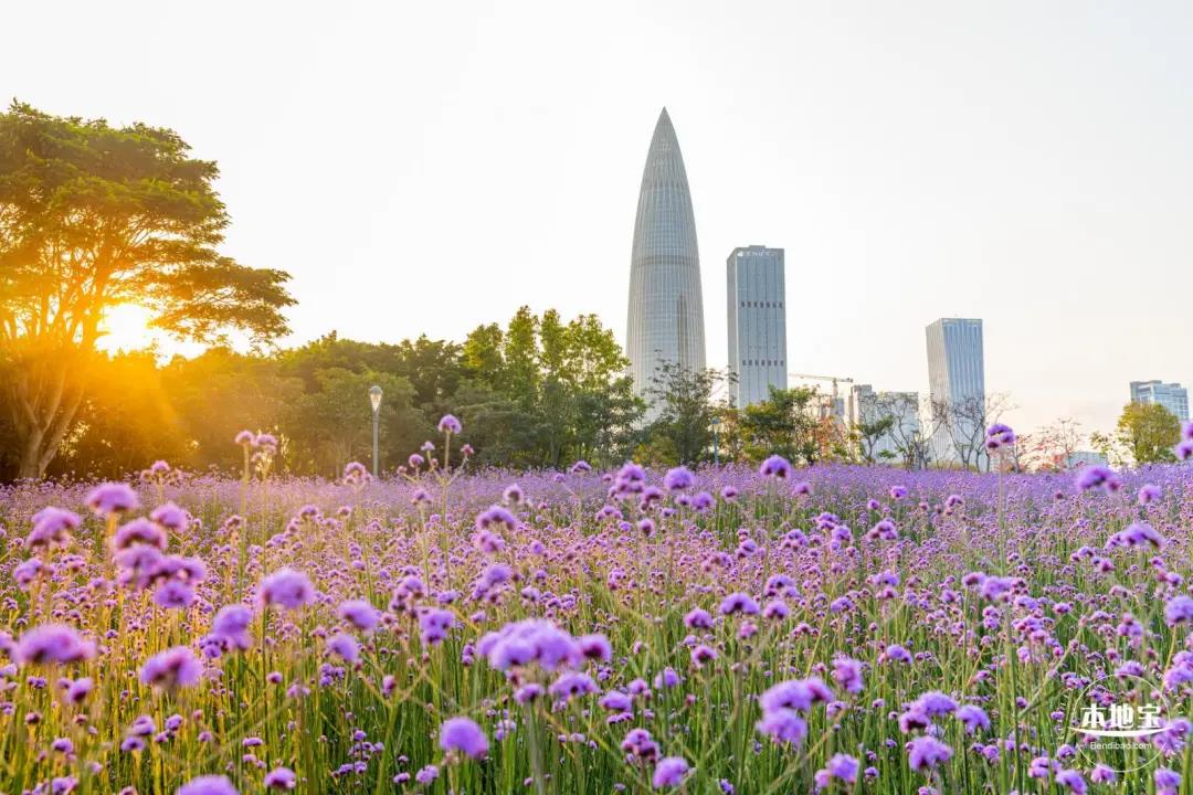 2021年4月深圳赏花地点盘点