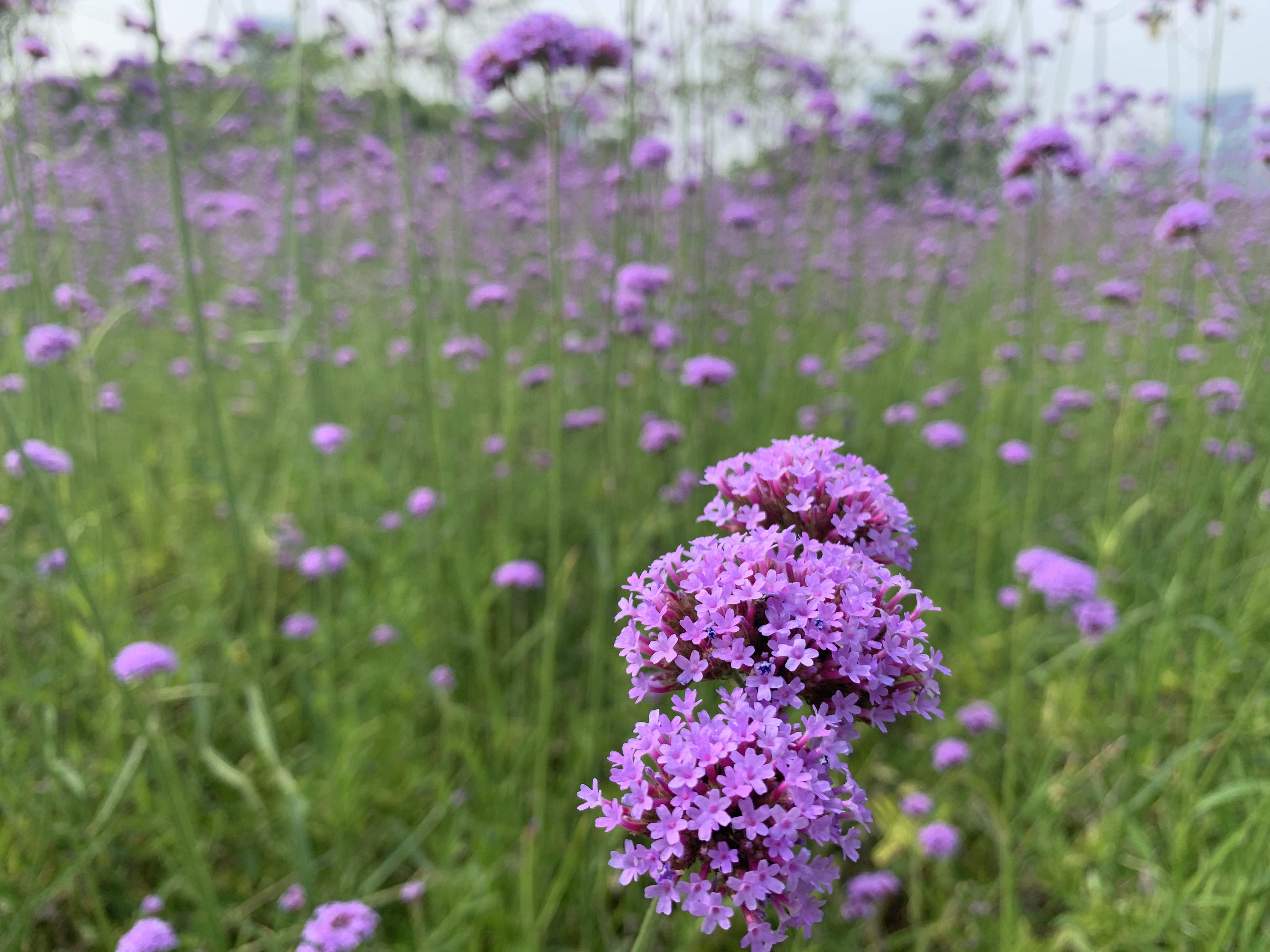 深圳马鞭草花海在哪