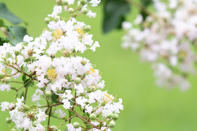 2021年7月深圳紫薇花进入盛花期