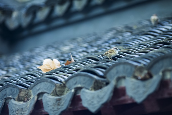 深圳弘法寺怎么预约