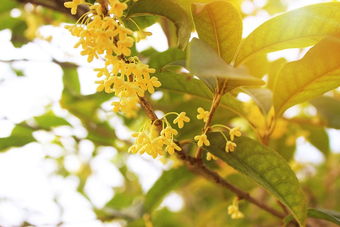 2021年8月深圳赏花攻略(花卉+赏花地点)