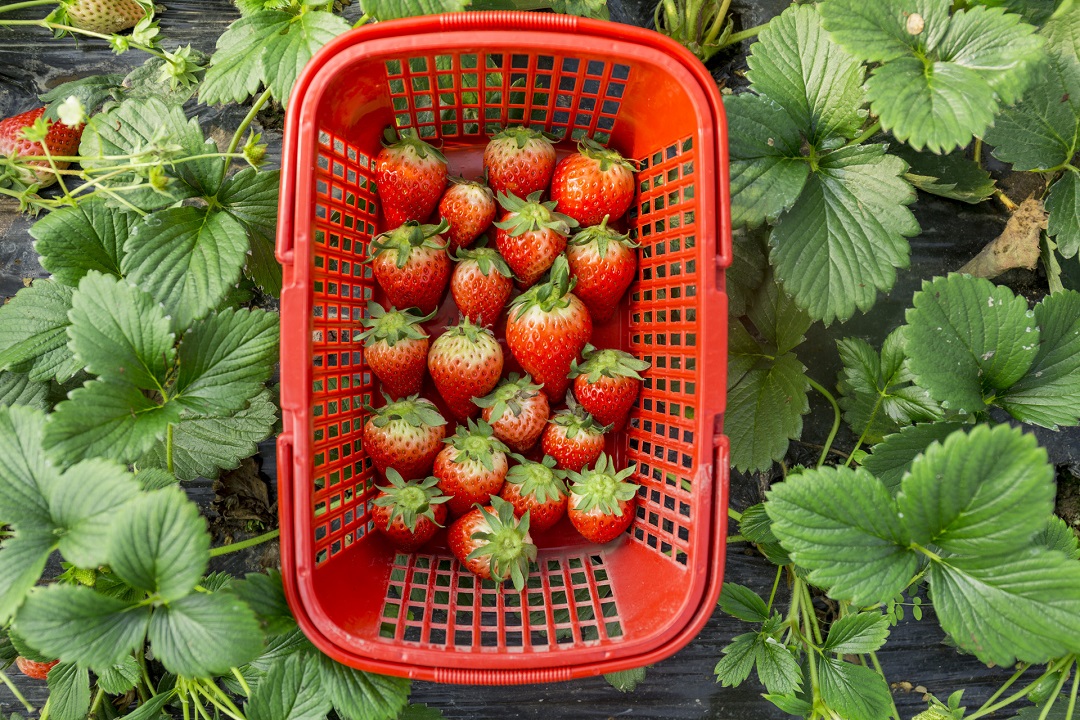 深圳摘草莓的地方汇总
