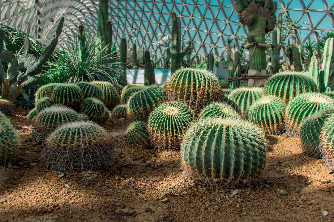 深圳仙湖植物园1月18日起恢复开放