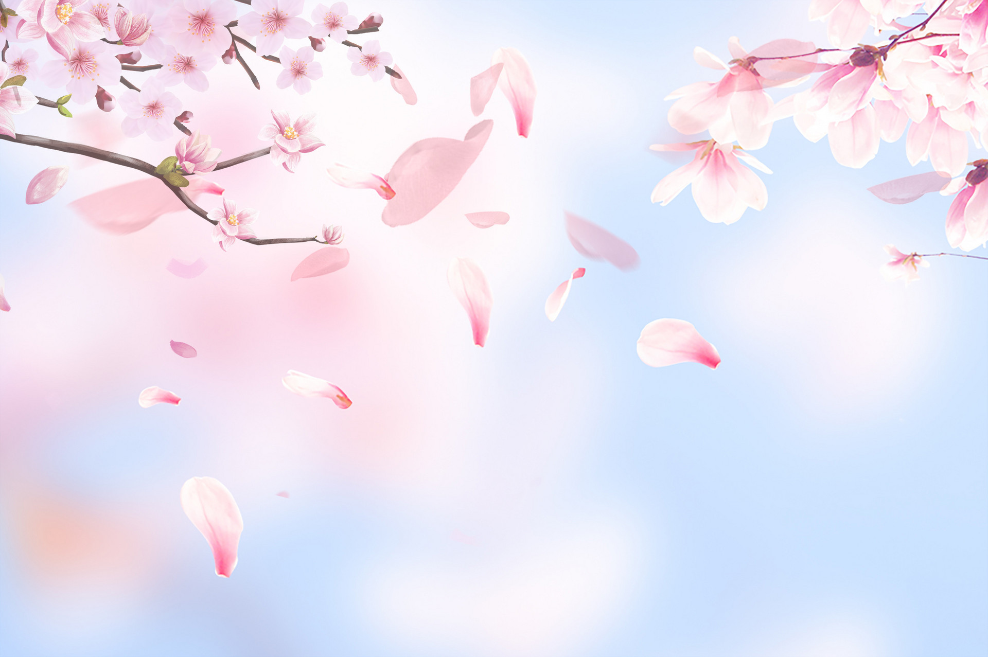 深圳蛇口赤湾樱花公园要门票吗