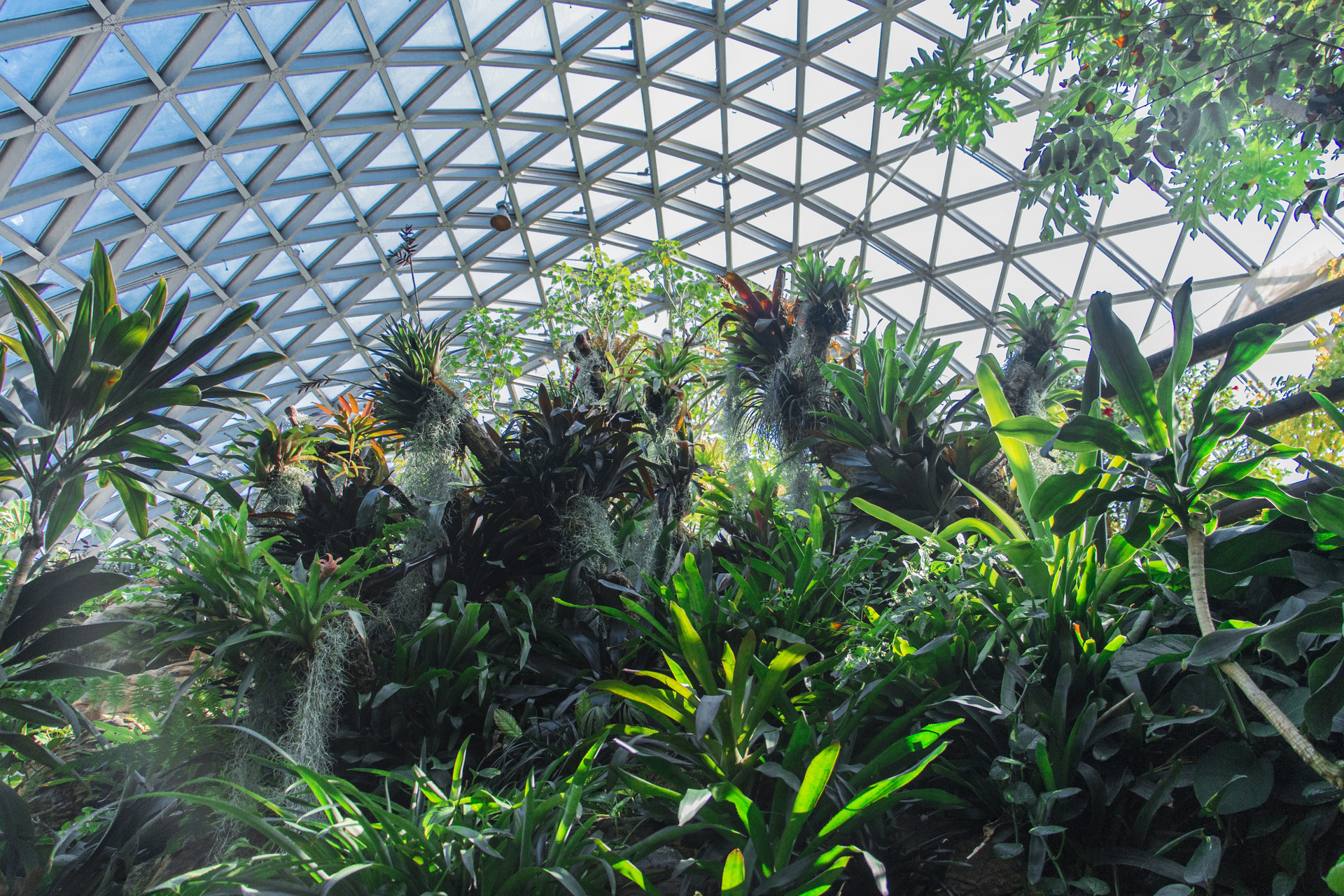 深圳仙湖植物园现在开放吗