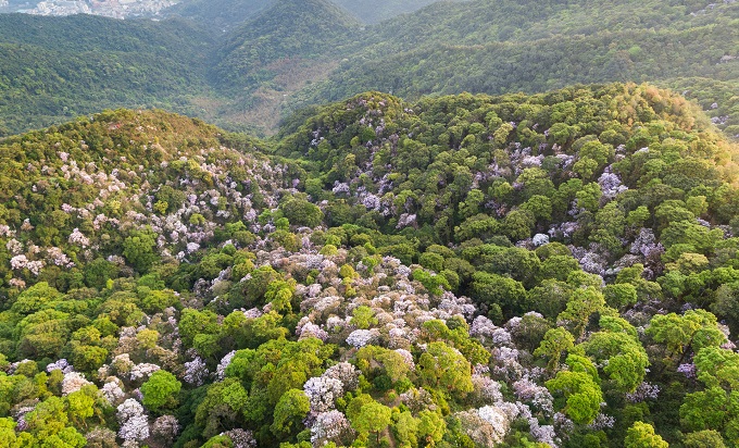 深圳梧桐山风景区要门票吗