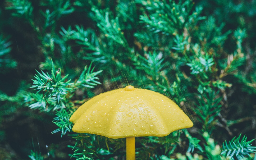 深圳龙舟水什么意思