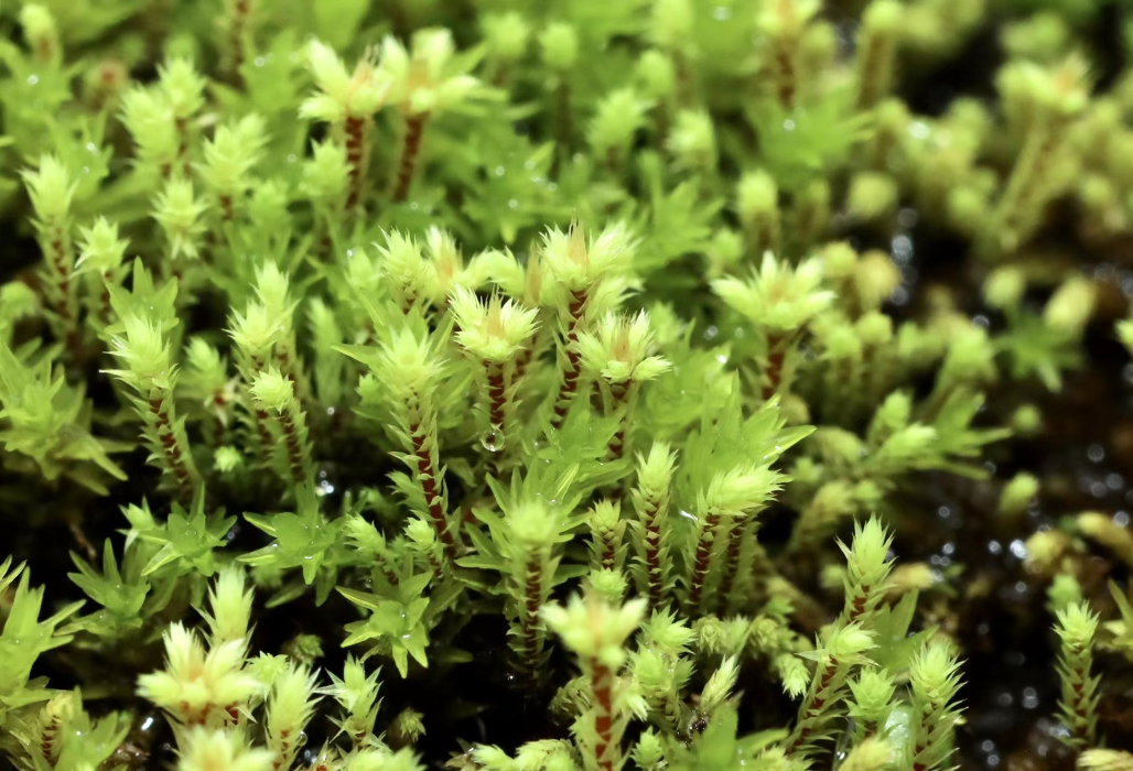 2022中秋节深圳仙湖植物园需要门票吗