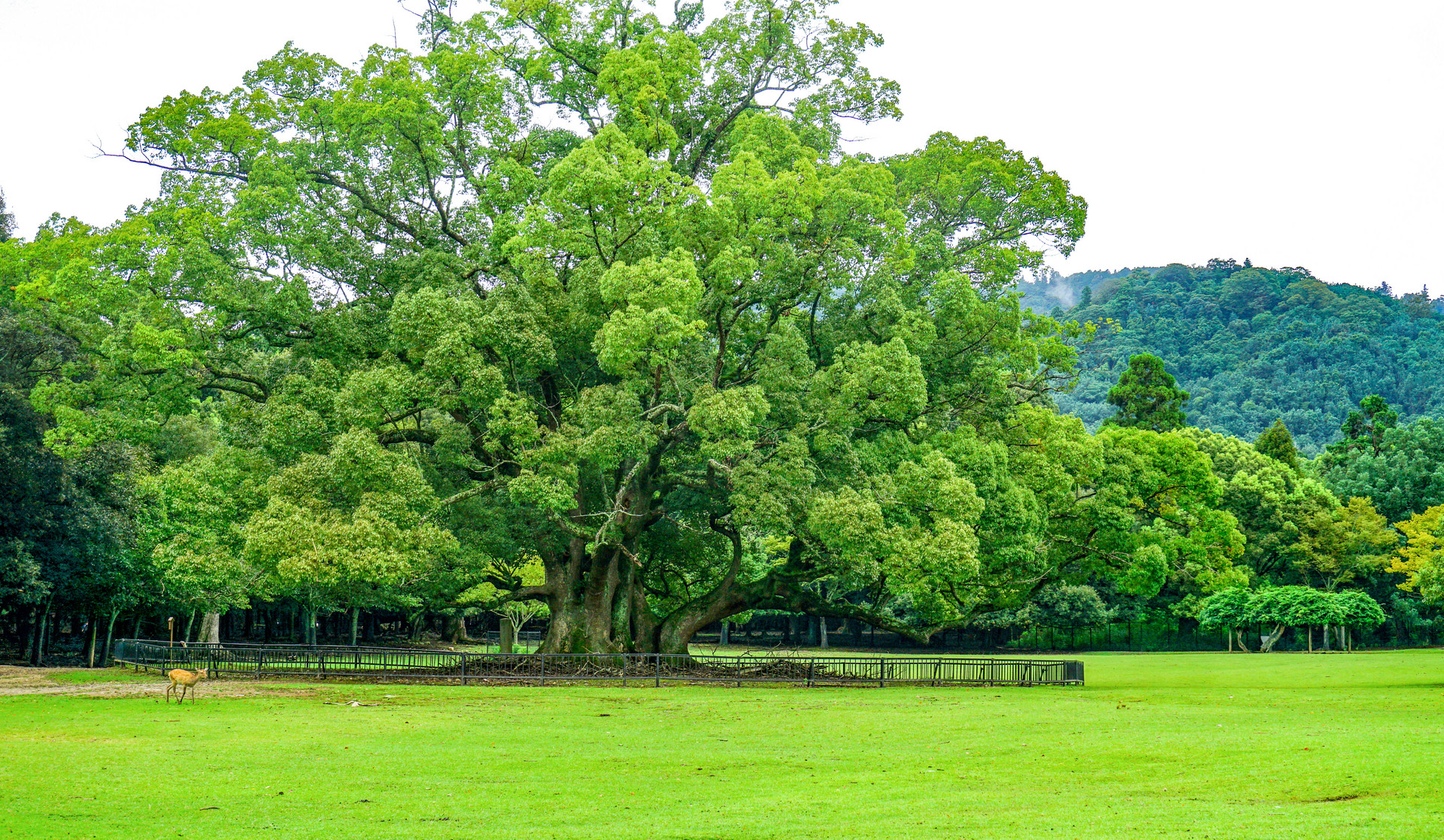 今后双休日、节假日到深圳马峦山郊野公园停车要预约